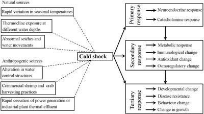 Effects of Low Temperature on Shrimp and Crab Physiology, Behavior, and Growth: A Review